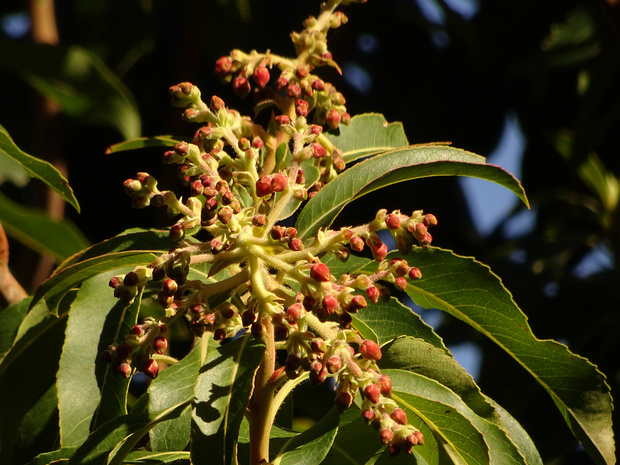 Земляничник канарский - Arbutus canariensis