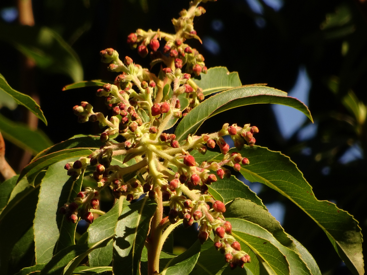0DSC06423
