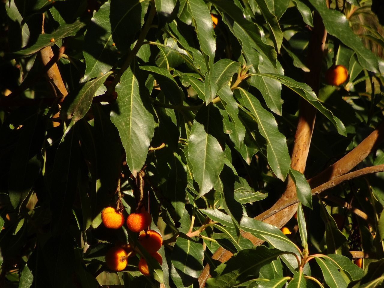 DSC06419