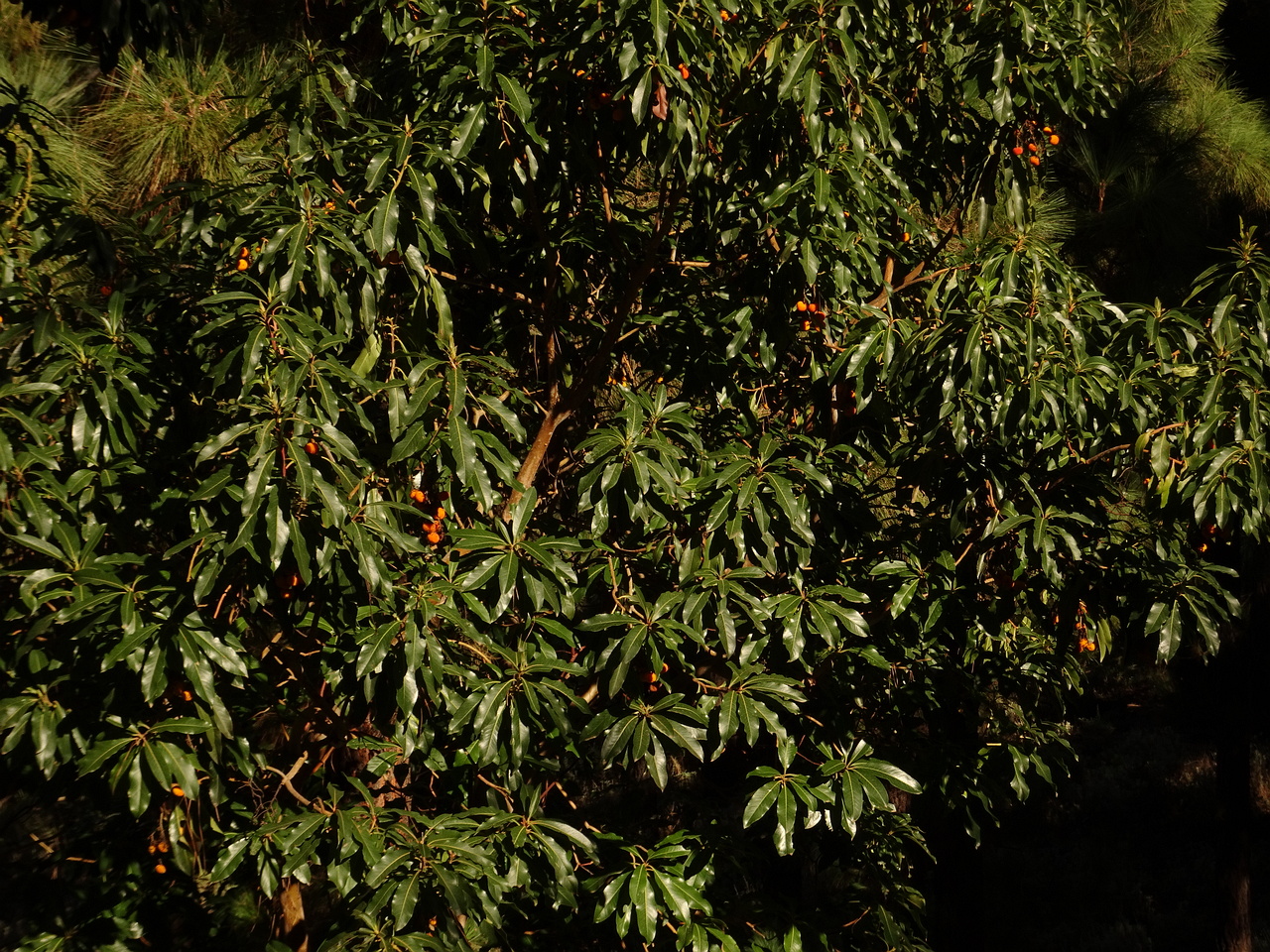 DSC06420
