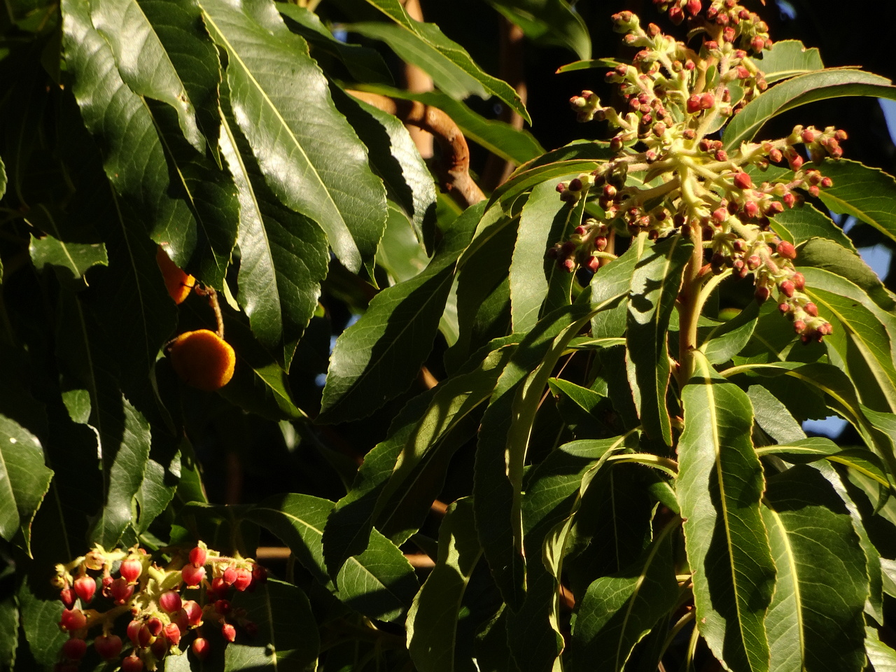 DSC06424