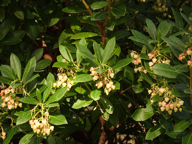 Земляничник обыкновенный - Arbutus unedo