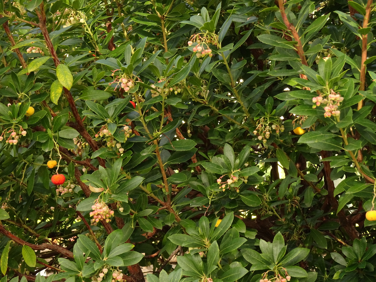 DSC07314