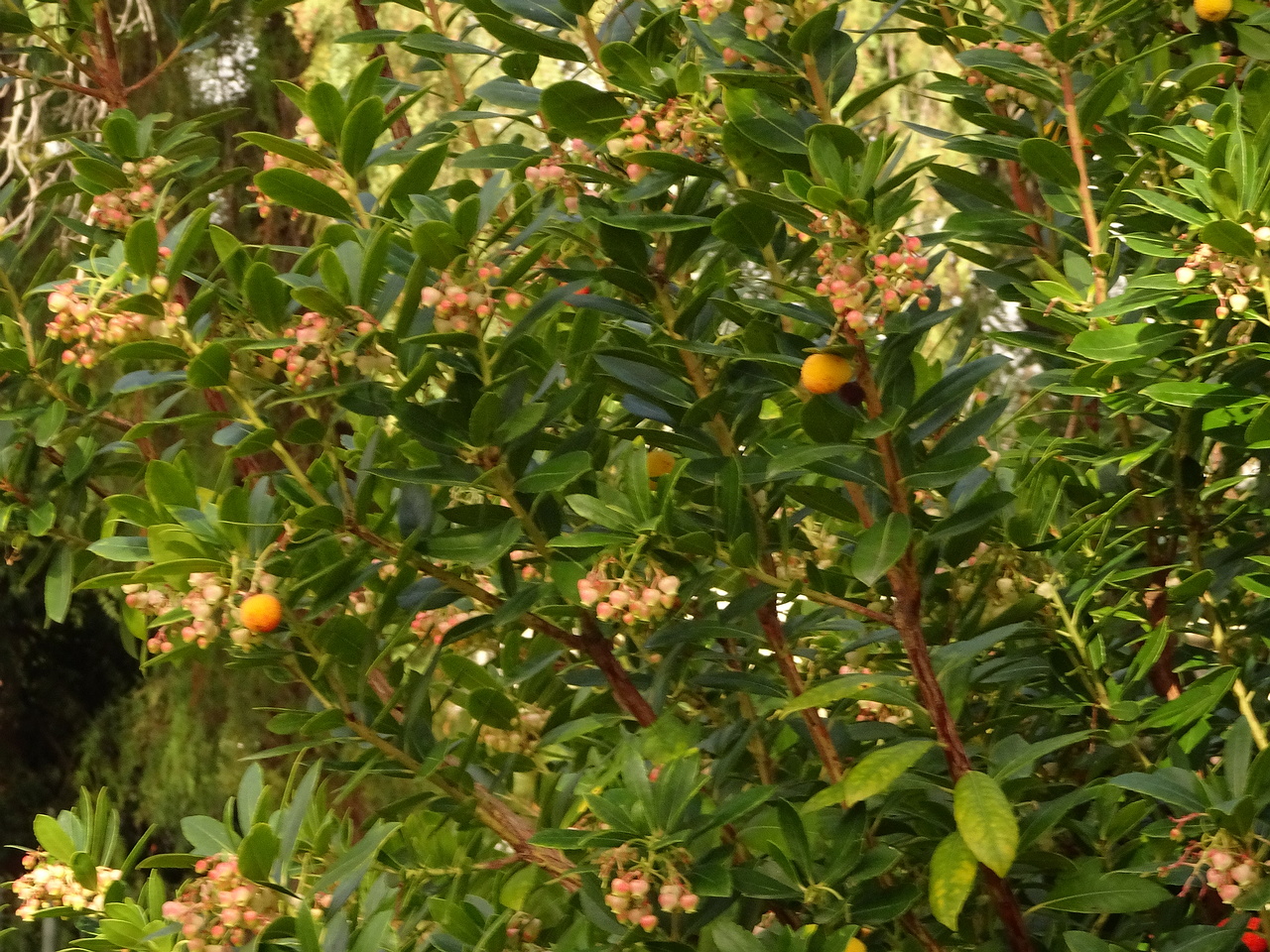 DSC07316
