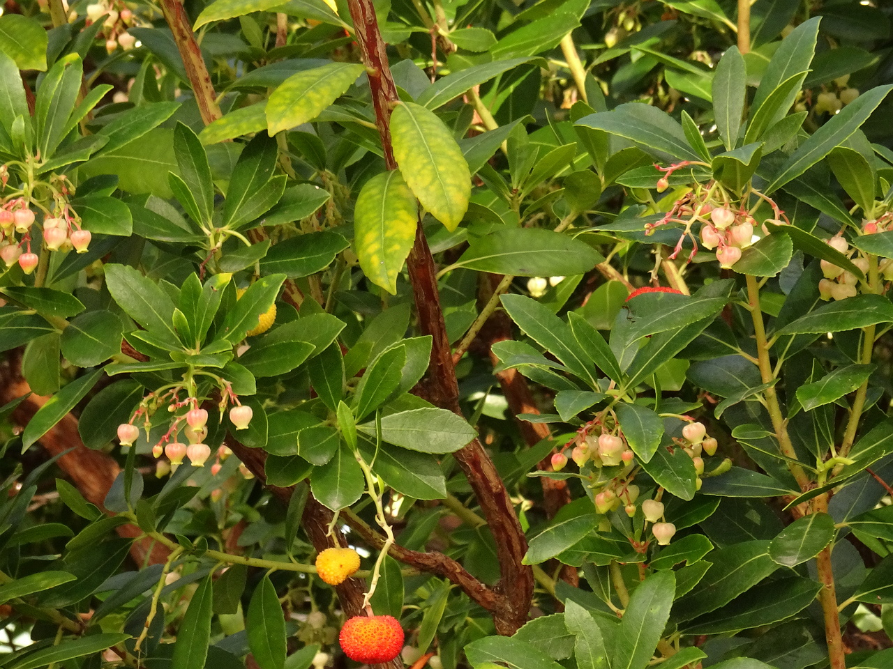 DSC07317