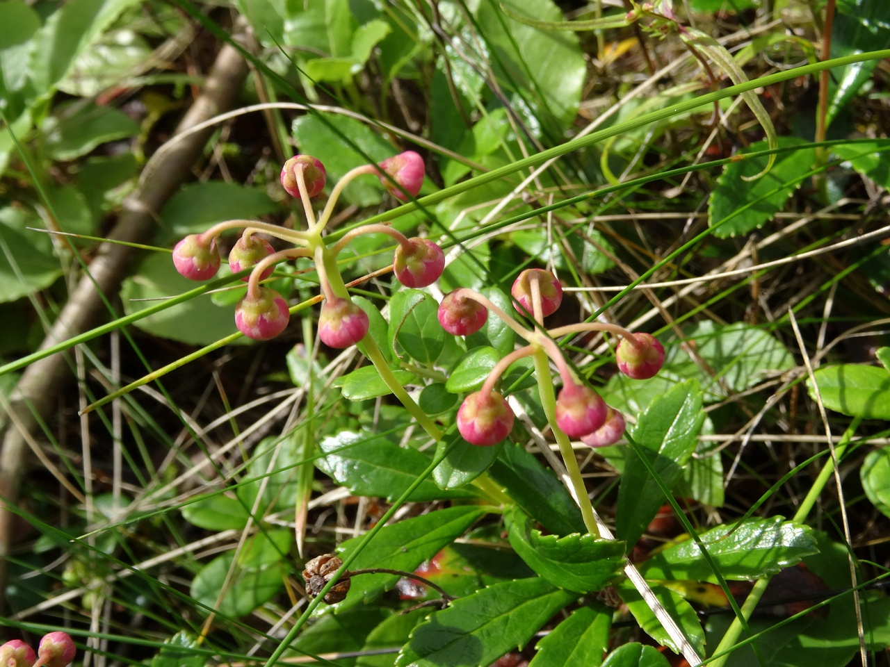 DSC04862