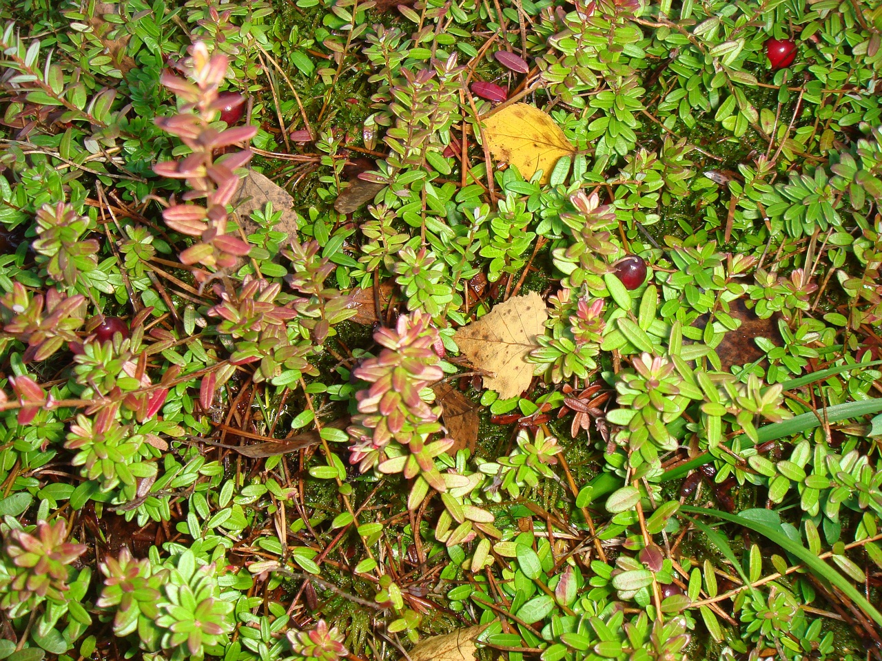 DSC00010