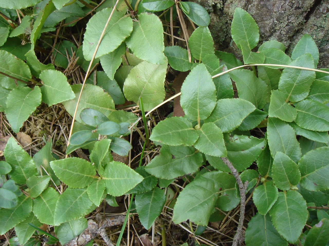 DSC00105