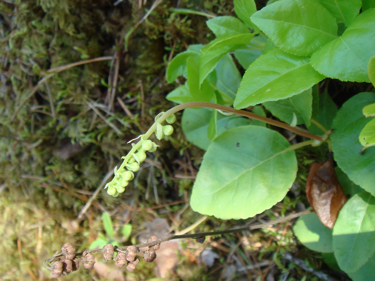 DSC00450