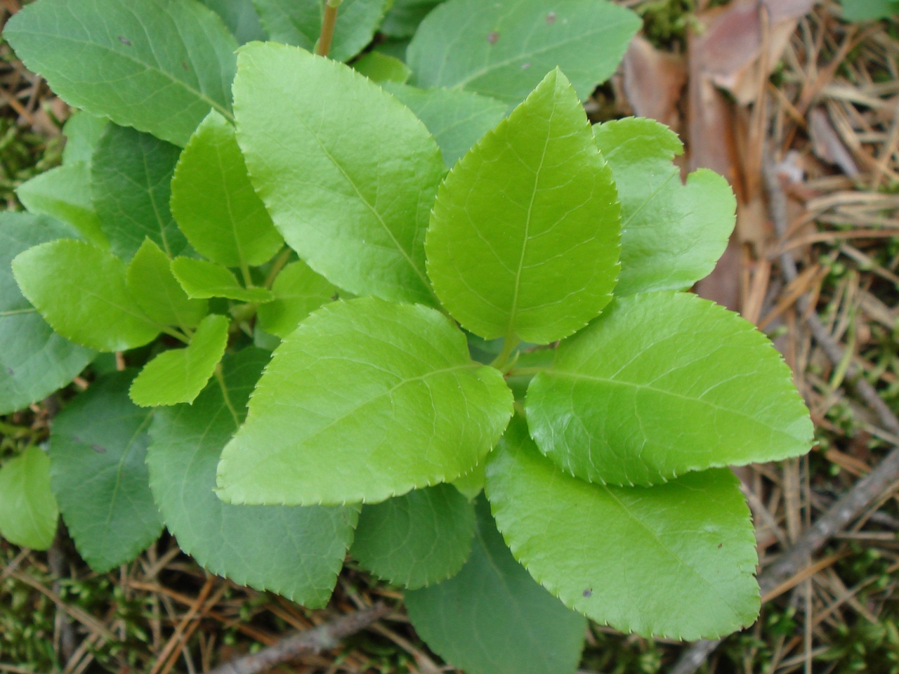 DSC00670