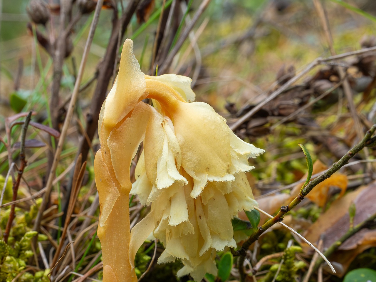 66km_highway_tallinn_narva_forest-11