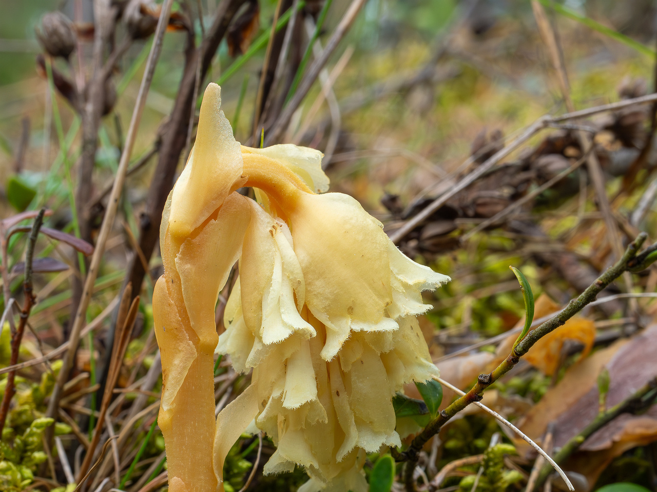 66km_highway_tallinn_narva_forest-12
