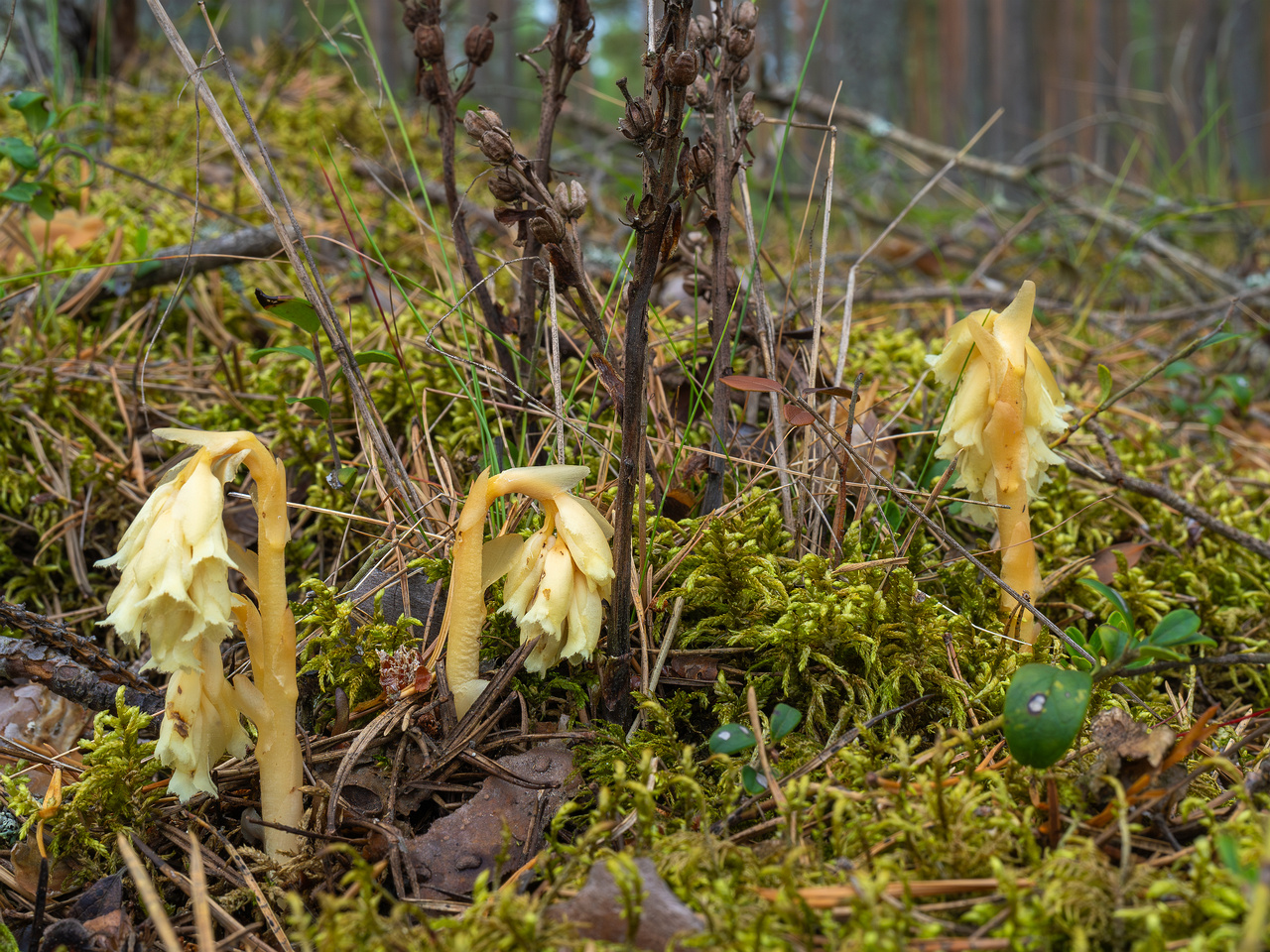 66km_highway_tallinn_narva_forest-13