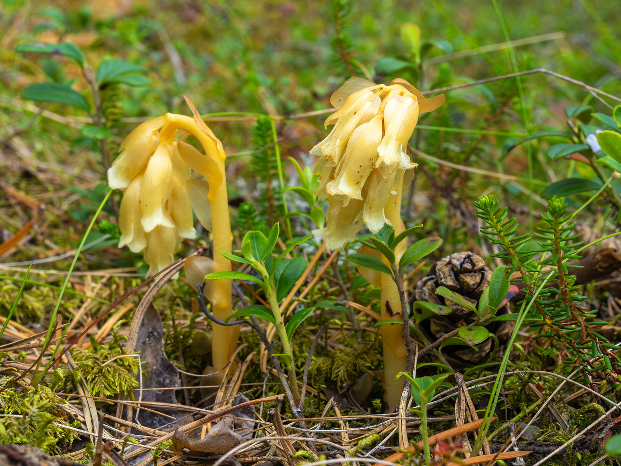66km_highway_tallinn_narva_forest-15