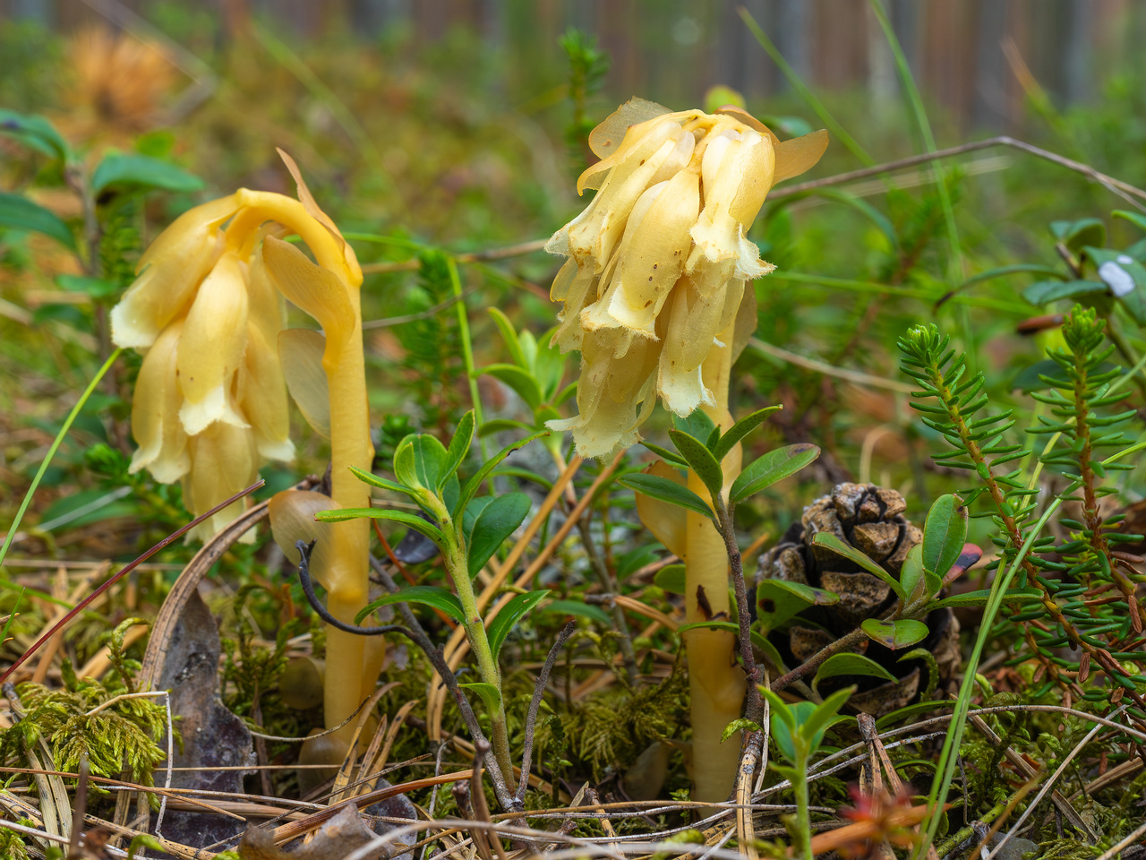 66km_highway_tallinn_narva_forest-16