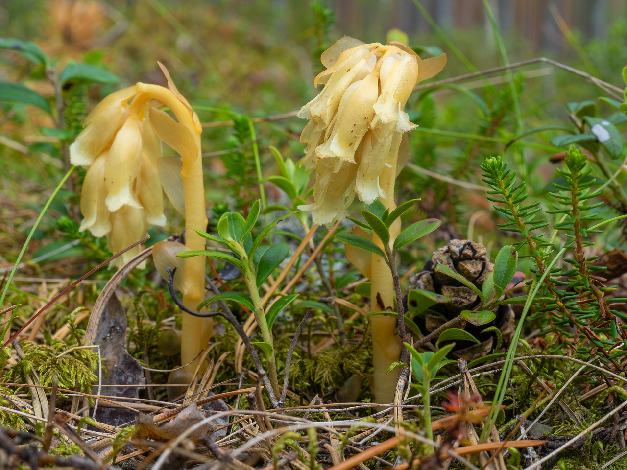 66km_highway_tallinn_narva_forest-19