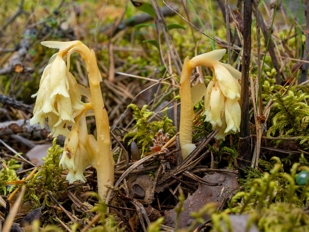 66km_highway_tallinn_narva_forest-7