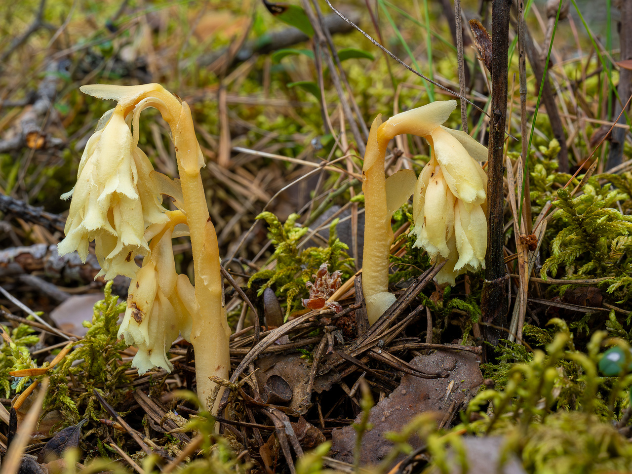 66km_highway_tallinn_narva_forest-8