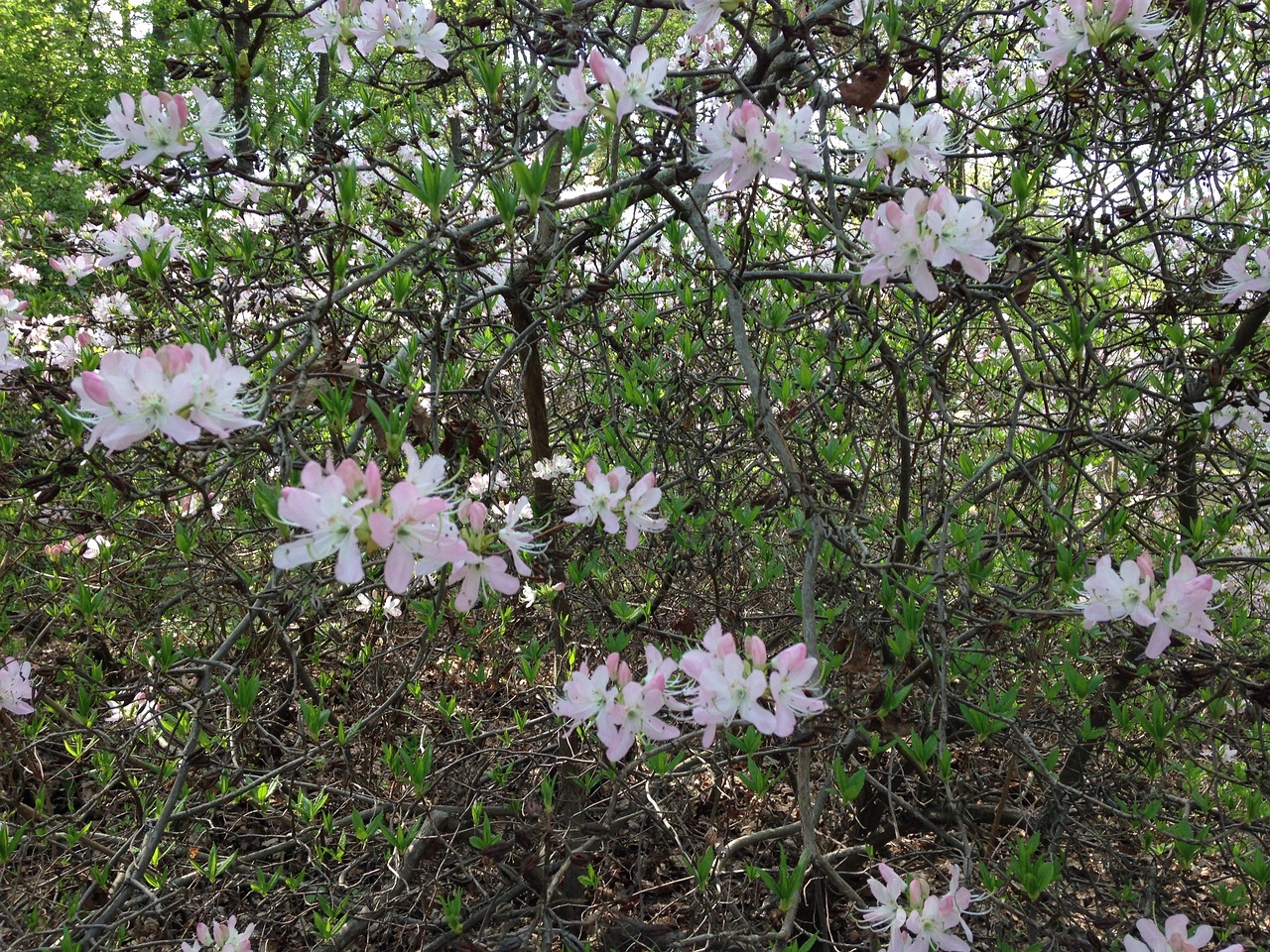 IMG_5347