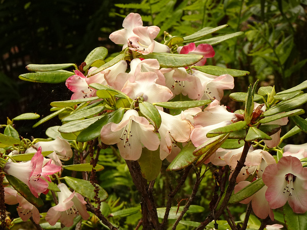 Рододендрон вишневый - Rhododendron cerasinum