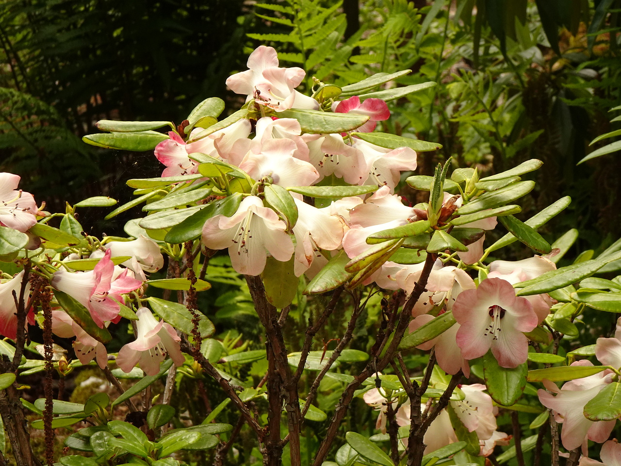 DSC02455
