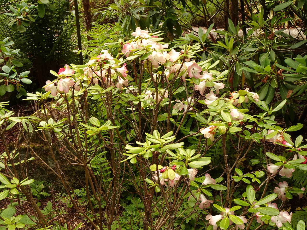 DSC02458