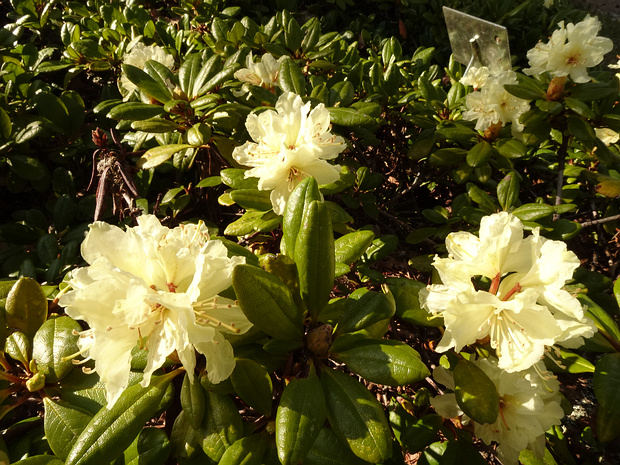 Рододендрон золотистый - Rhododendron aureum