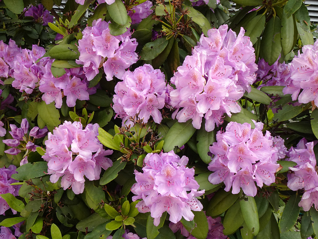 Рододендрон кэтевбинский - Rhododendron catawbiense