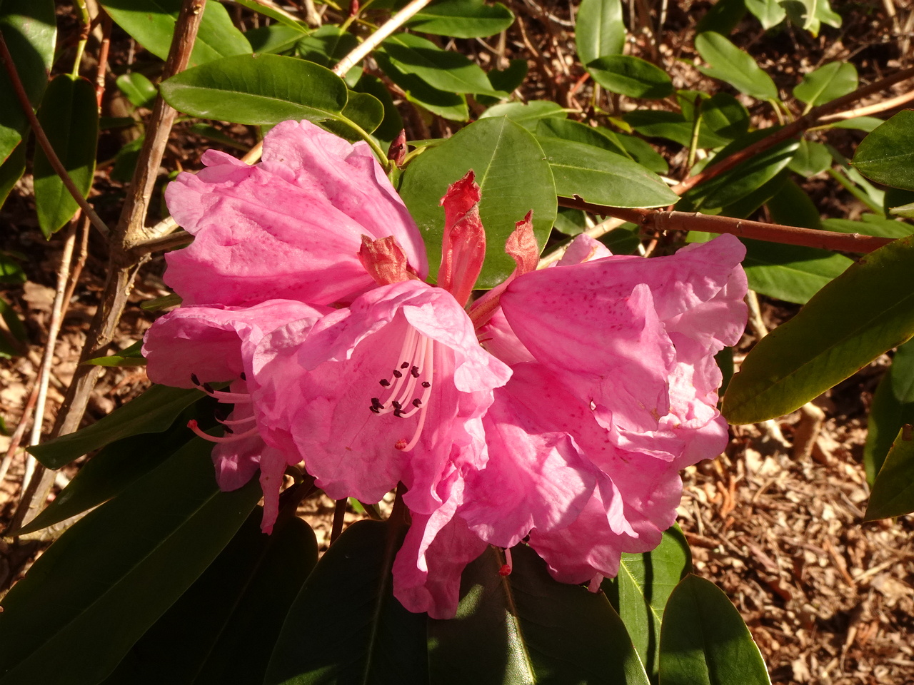 0DSC01279