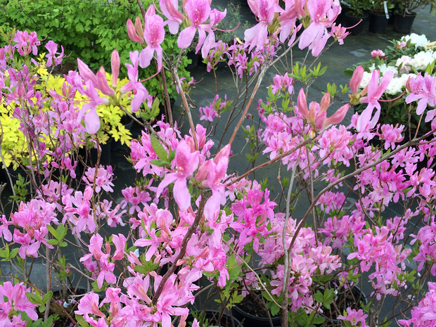 Рододендрон x 'Лиловые Огоньки' - Rhododendron x 'Lilac Lights'
