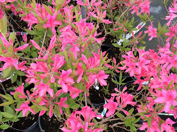 Рододендрон x 'Розоватые Огоньки' - Rhododendron x 'Rosy Lights'