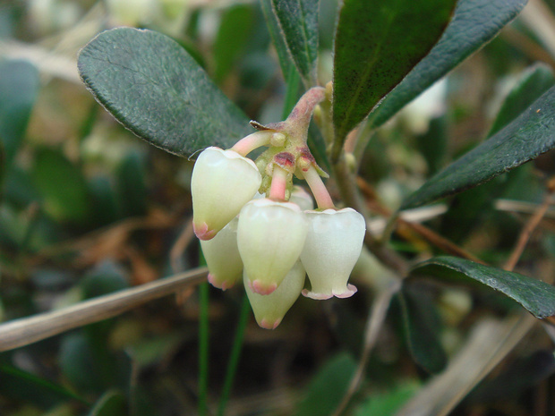 Толокнянка обыкновенная - Arctostaphylos uva-ursi