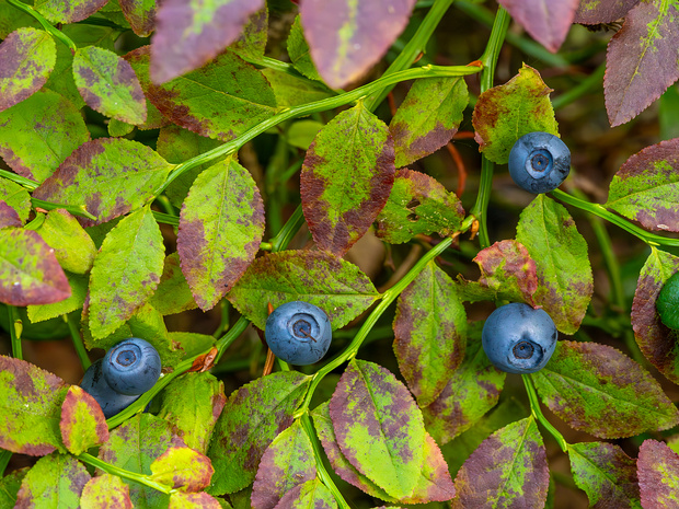 Черника обыкновенная - Vaccinum myrtillus