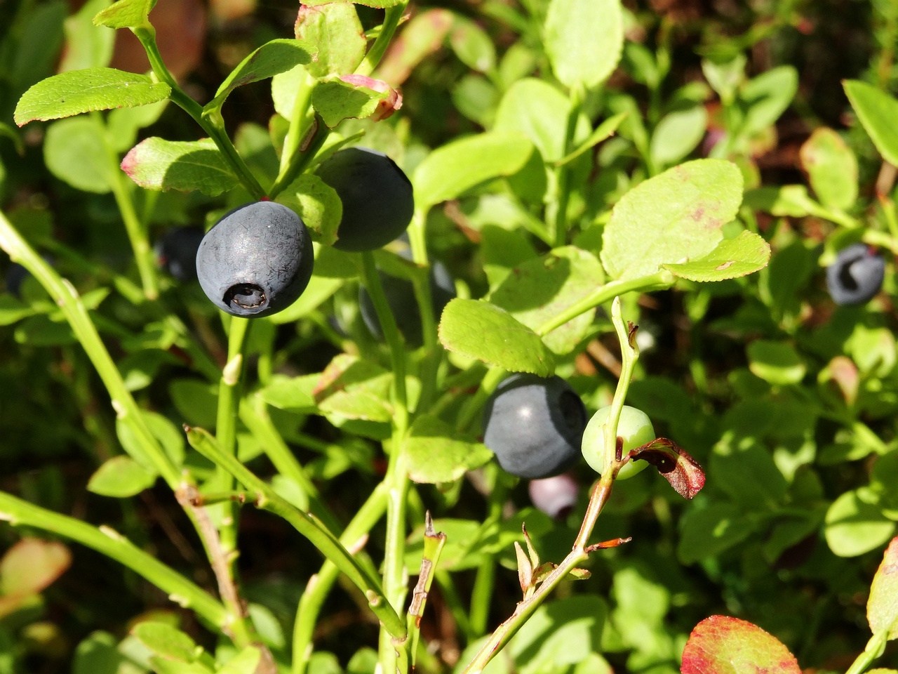 DSC01258