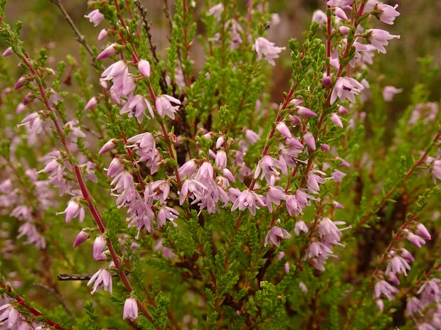 Вереск обыкновенный - Calluna vulgaris