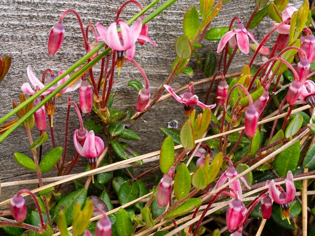 Клюква обыкновенная - Vaccinium oxycoccos