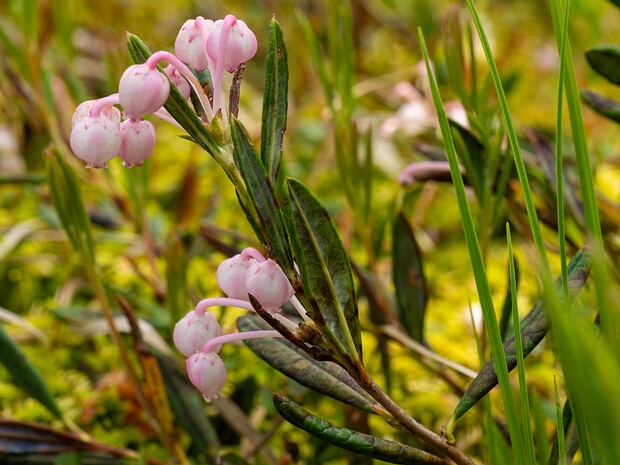 Подбел многолистный - Andromeda polifolia