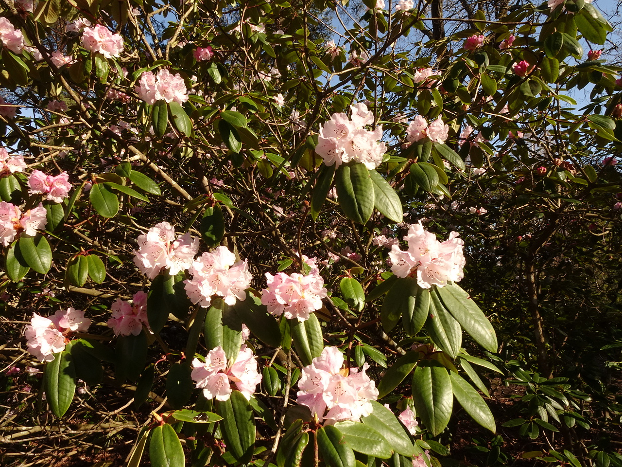 DSC01245