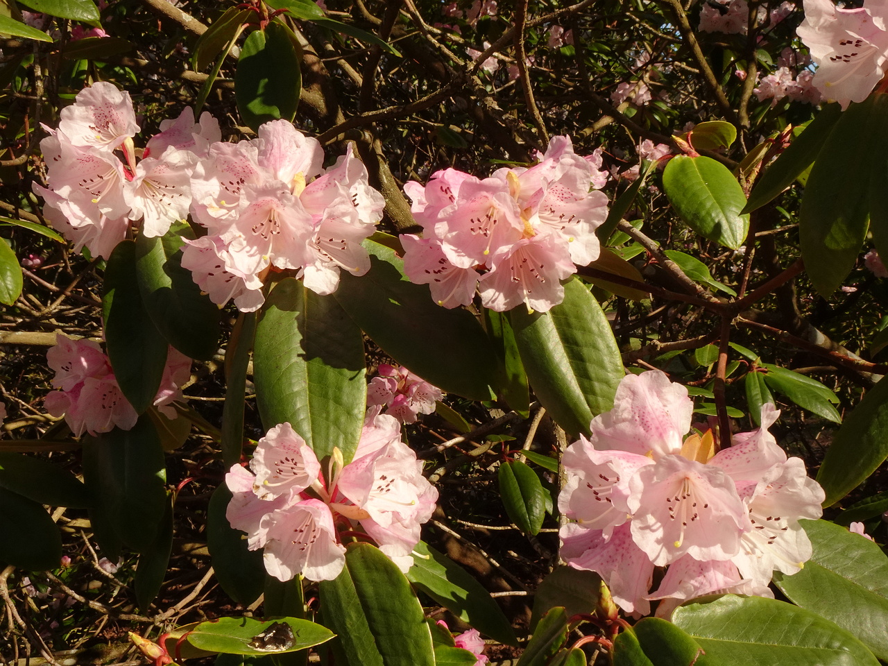 DSC01250
