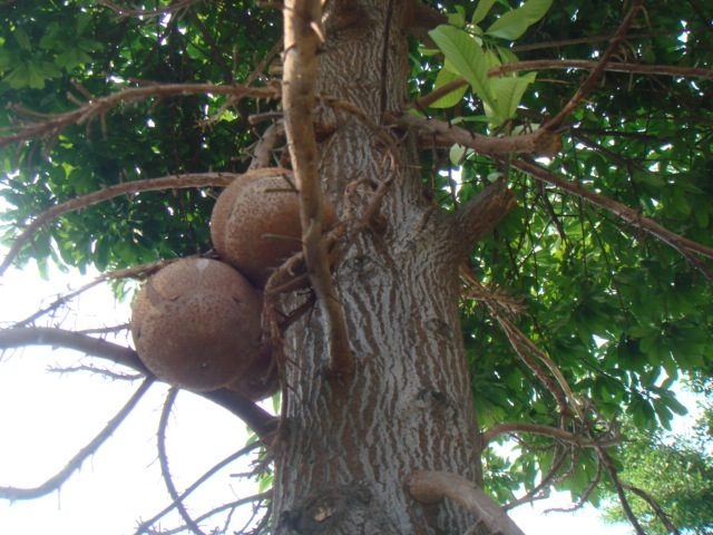 DSC04284