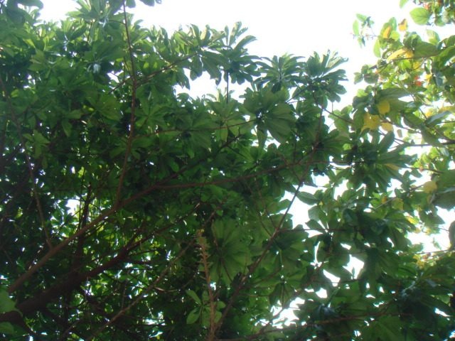 DSC04285