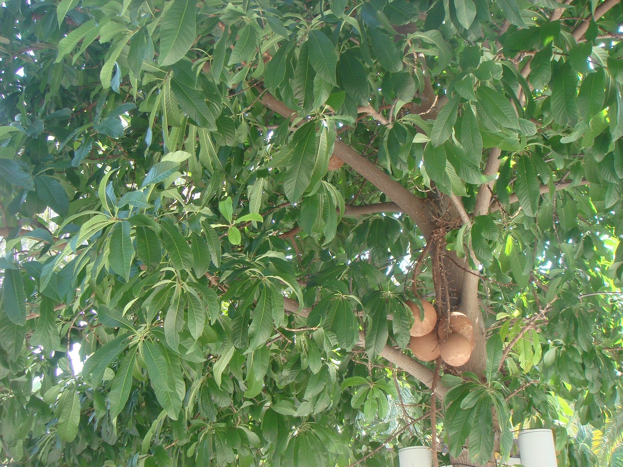 DSC04337