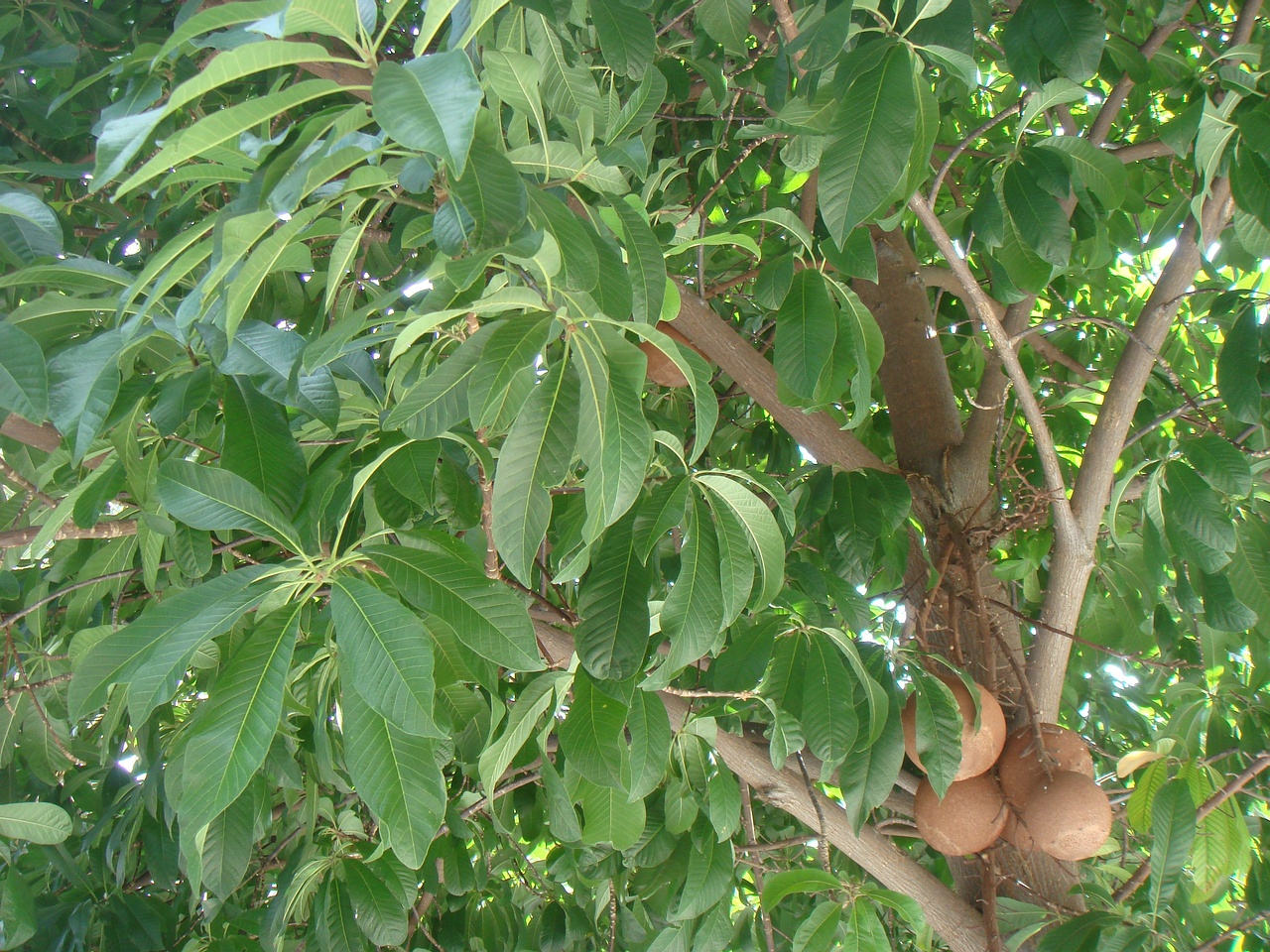 DSC05092