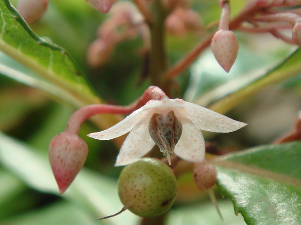 Ардизия японская - Ardisia japonica