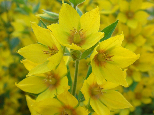 Вербейник точечный - Lysimachia punctata