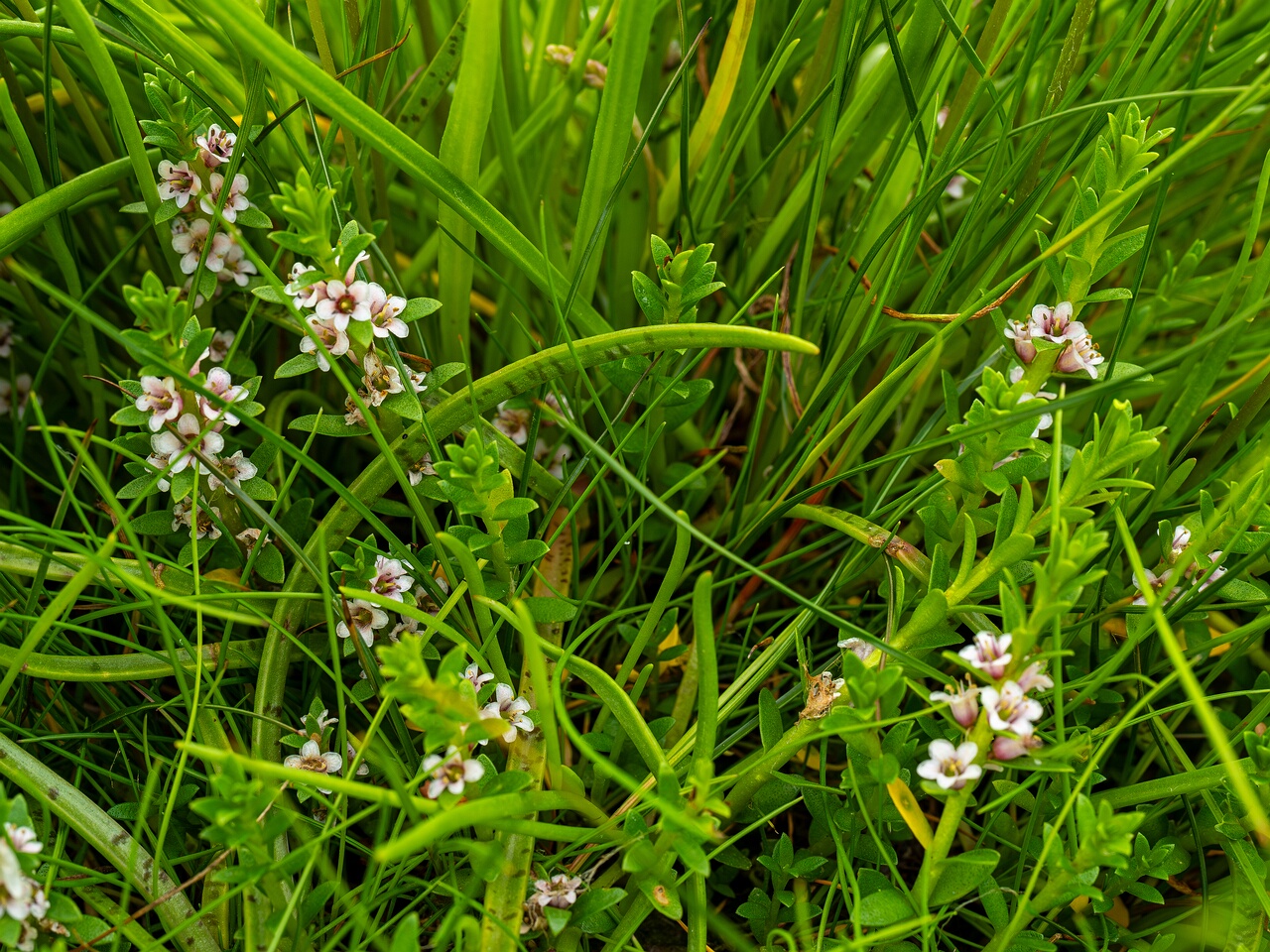 Glaux maritima _2026-06-20_1-1