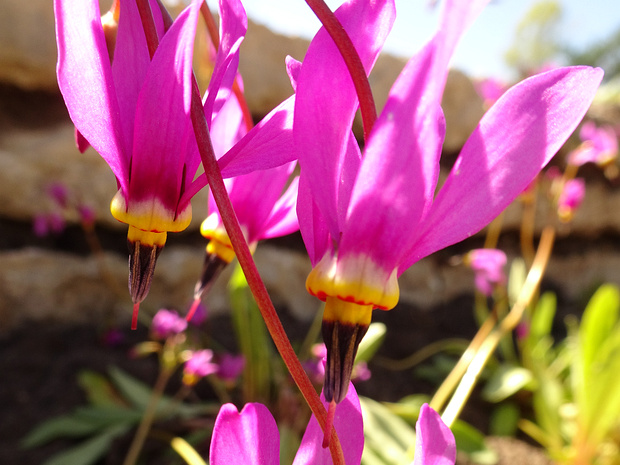 Двенадцатицветник красивенький - Dodecatheon pulchellum