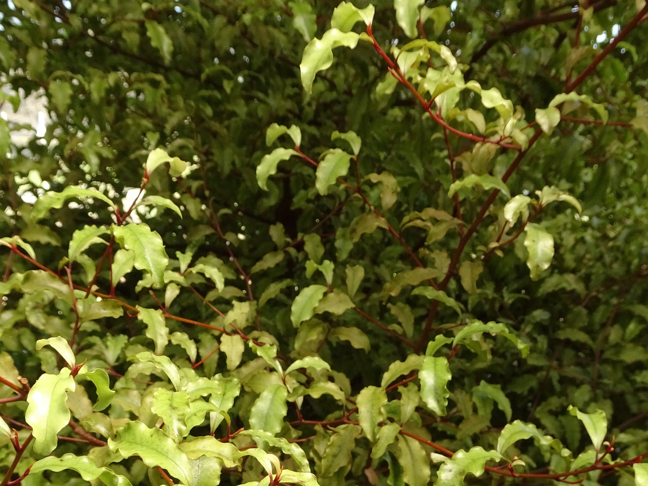DSC06331