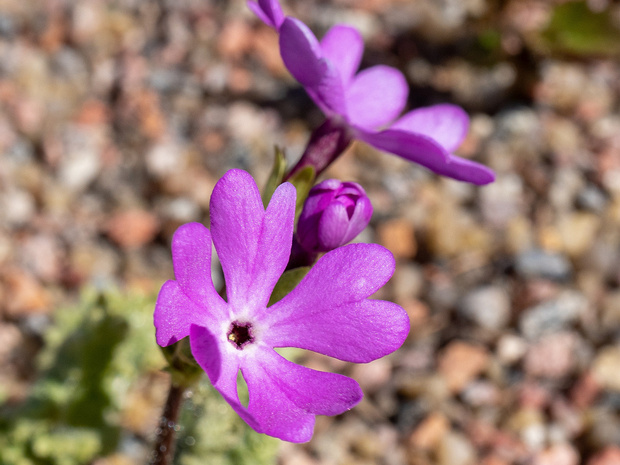 Первоцвет Зибольда - Primula sieboldii