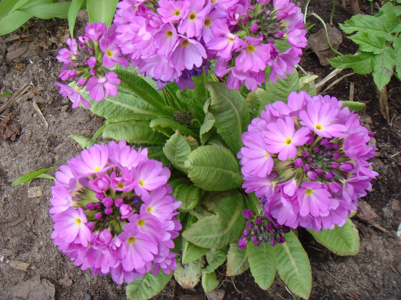 DSC00267
